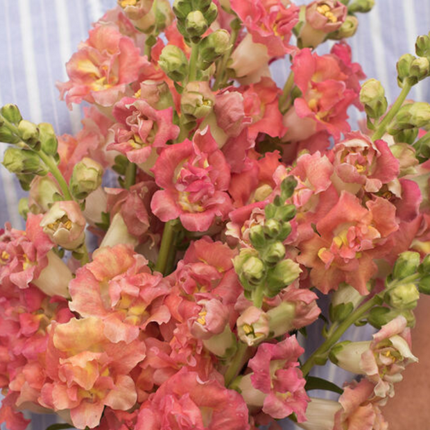 Madame Butterfly Bronze White Snapdragon Seeds