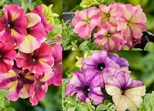 Petunia Seeds Petunia Frost Mix Pelleted Seeds