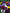 Pansy Majestic Giants II Mix
