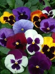 Pansy Majestic Giants II Mix