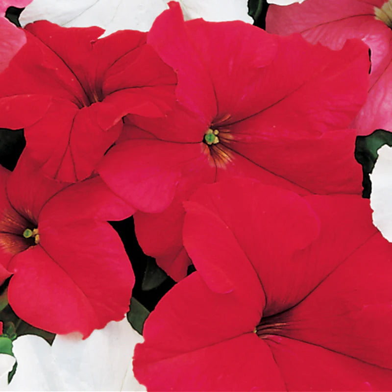 Petunia Dreams Red Seeds