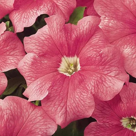 Petunia Dreams salmon Seeds