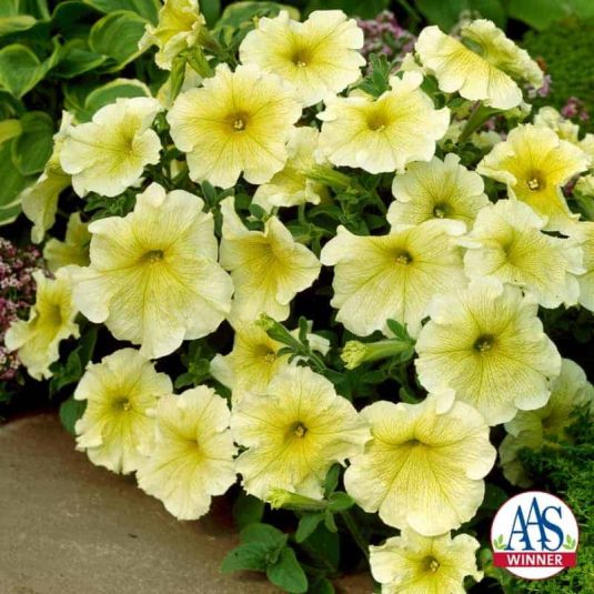 Petunia prism sunshine Seeds