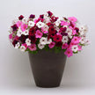 Petunia Easy Wave Mix