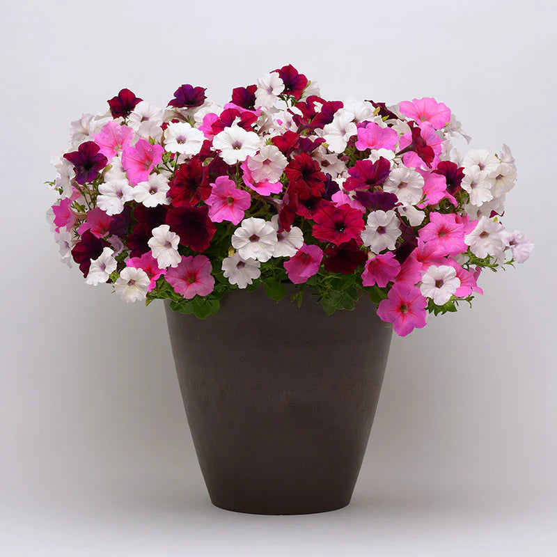 Petunia Easy Wave Mix