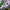 Petunia Easy Wave Silver Seeds