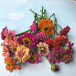 Zinnia Pumila Mix  Zinnia elegans Perfect & compact double blooms