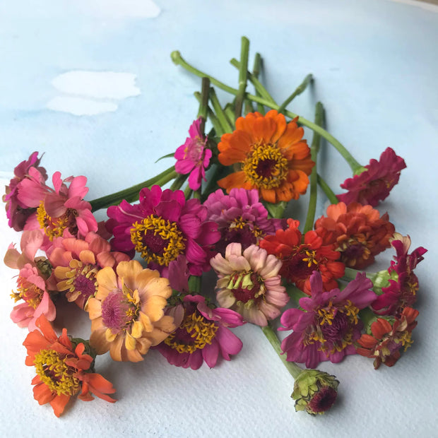 Zinnia Pumila Mix  Zinnia elegans Perfect & compact double blooms