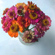 Zinnia Pumila Mix  Zinnia elegans Perfect & compact double blooms