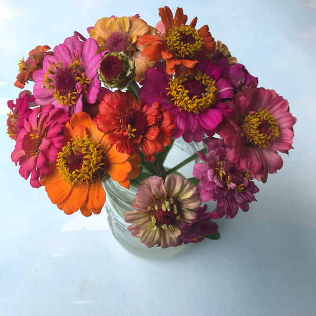 Zinnia Pumila Mix  Zinnia elegans Perfect & compact double blooms