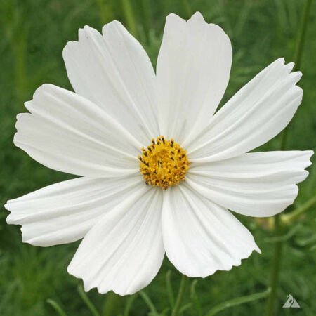 Cosmos Seeds Purity