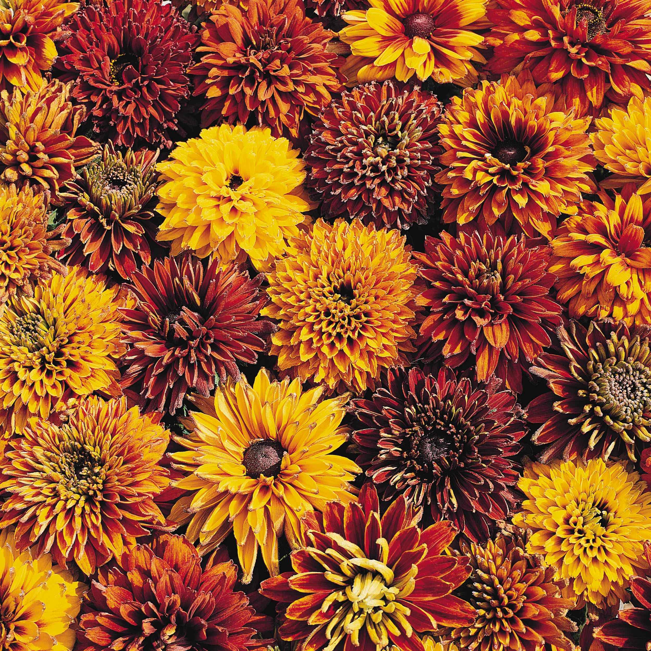 Rudbeckia Hirta Seeds - Cherokee Sunset