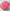 Petunia Dreams salmon Seeds
