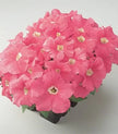 Petunia Dreams salmon Seeds