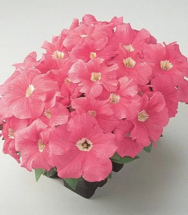 Petunia Dreams salmon Seeds