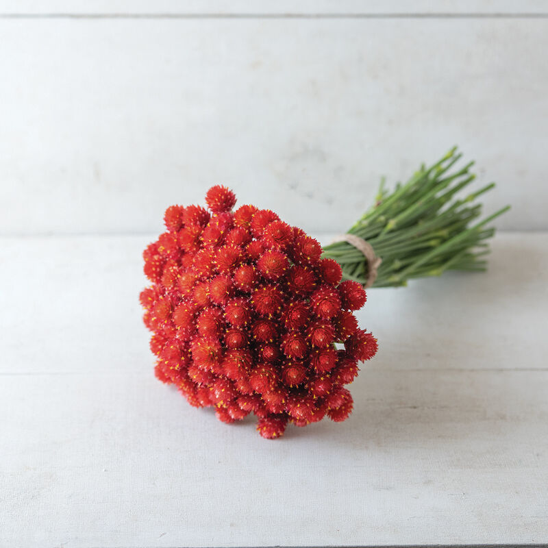 Strawberry Fields Gomphrena Seed