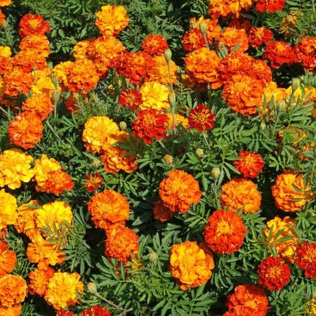 Heirloom French Marigold Seed Sparky Mix