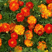 Heirloom French Marigold Seed Sparky Mix