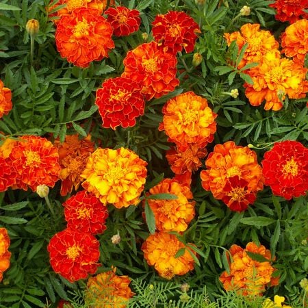 Heirloom French Marigold Seed Sparky Mix