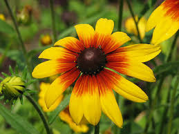 Rudbeckia Hirta Seeds - Gloriosa Daisy Seeds - Gloriosa Daisy