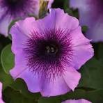 Petunia Madness® Plum Crazy
