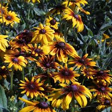 Rudbeckia Hirta Seeds - Gloriosa Daisy Seeds - Gloriosa Daisy