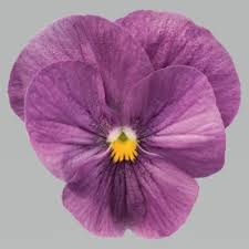 Viola Seeds Admire Orchid