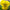 Viola Yellow Perfection