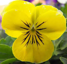 Viola Yellow Perfection
