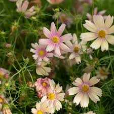 Apricot Lemonade Organic Cosmos Seeds
