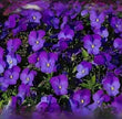 Viola Seeds  King Henry seeds