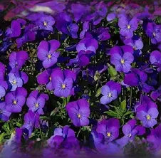Viola Seeds  King Henry seeds