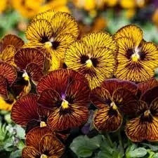 Viola Seeds Angel Tiger Eye Yellow and  Red Mix Flower Seeds