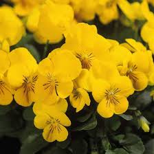 Viola Yellow Perfection