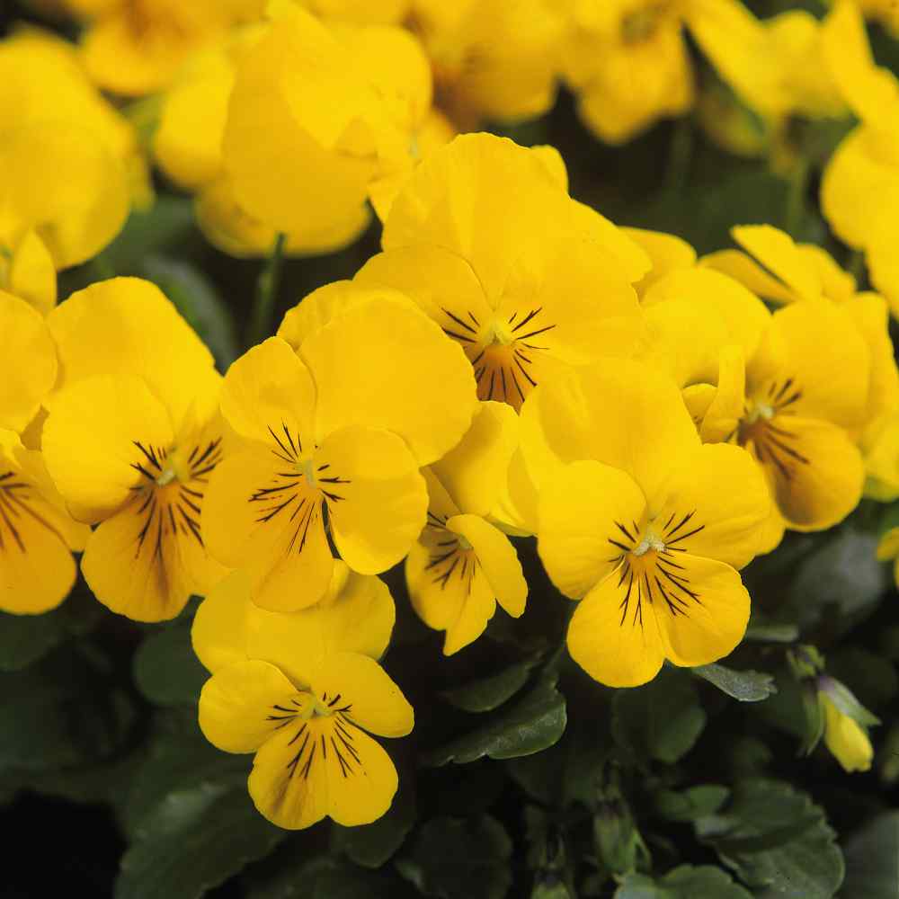 Viola Yellow Perfection