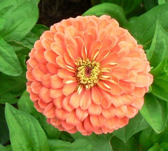 Zinnia Gigantica Salmon Rose Seeds, Zinnia Giant dahlia flowered
