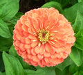 Zinnia Gigantica Salmon Rose Seeds, Zinnia Giant dahlia flowered