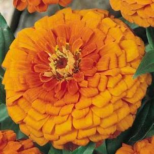 Zinnia Gigantica Orange Seeds, Zinnia Giant dahlia flowered