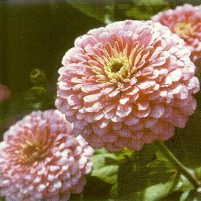 Zinnia Gigantica Bright Pink Seeds, Zinnia Giant dahlia flowered