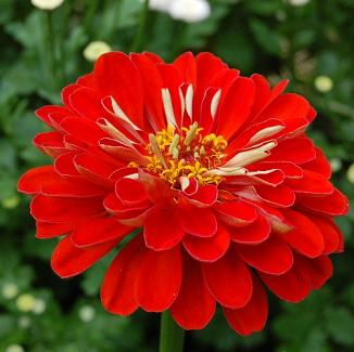 Zinnia Gigantica Deep Red Seeds, Zinnia Elegans., Zinnia Giant dahlia flowered
