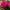 Zinnia Gigantica Mix Seeds, Zinnia Elegans