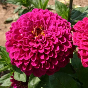 Tudor Zinnia seeds Huge, fully double royal blooms