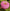 Zinnia Luminosa Zinnia heirloom Seeds Zinnia elegans Seed