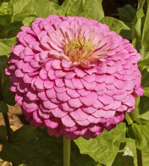 Zinnia Luminosa Zinnia heirloom Seeds Zinnia elegans Seed