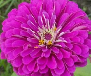 Zinnia Gigantica Purple Seeds, Zinnia Giant dahlia flowered