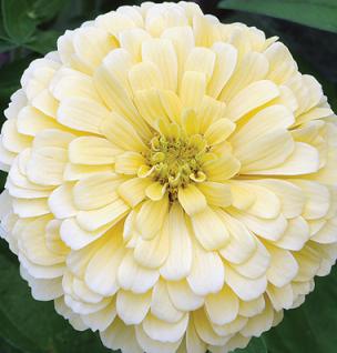 Zinnia Gigantica Primrose Seeds, Zinnia Giant dahlia flowered