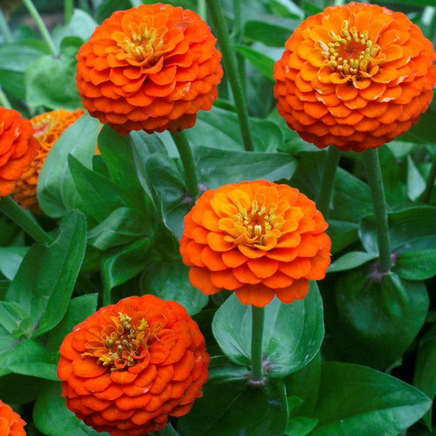 Lilliput Orange Zinnia Seeds