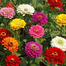 Zinnia Gigantica Mix Seeds, Zinnia Elegans