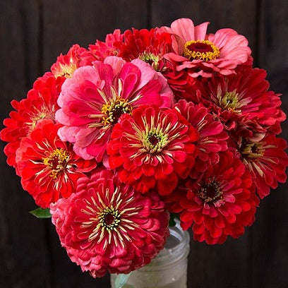 Zinnia Gigantica Mix Seeds, Zinnia Elegans