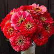 Zinnia Gigantica Mix Seeds, Zinnia Elegans